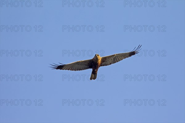 Western marsh harrier