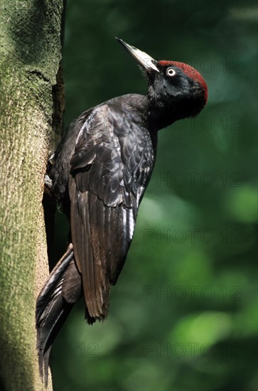 Black woodpecker