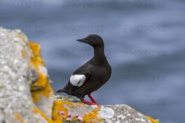 Black guillemot