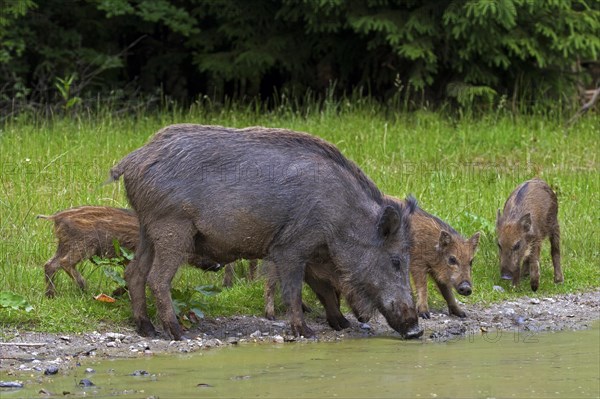 Wild boar