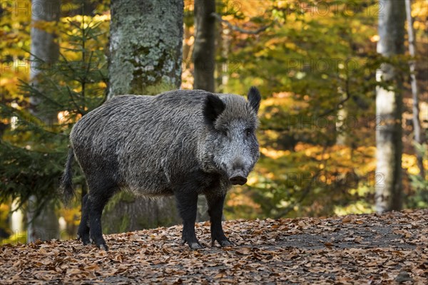 Wild boar