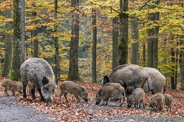 Wild boar