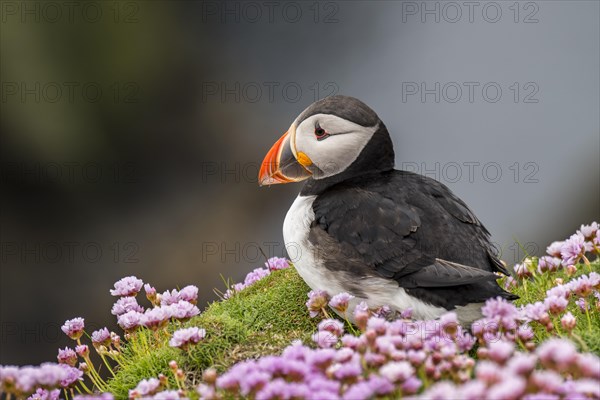 Atlantic puffin