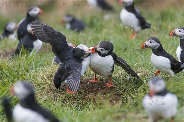 Atlantic puffins