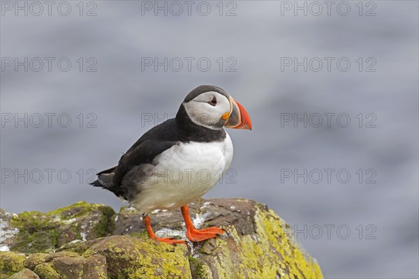 Atlantic puffin