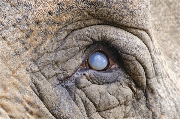 Eye of an Elephant
