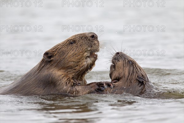 Close up of two Eurasian beavers