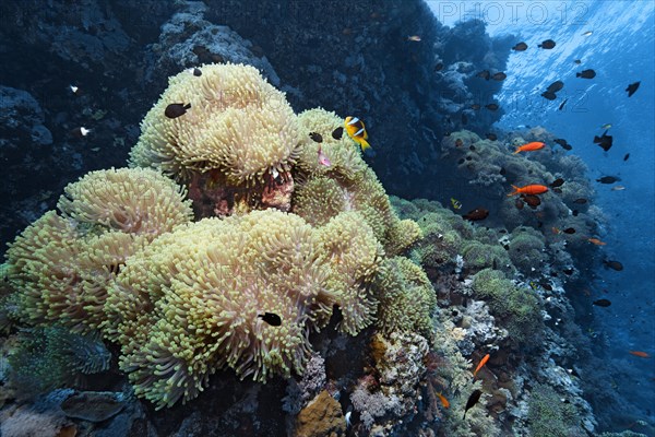 Large anemone field with splendid anemone