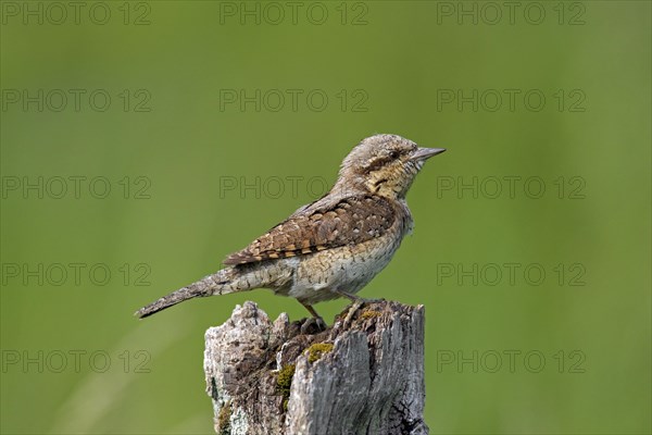 Eurasian wryneck