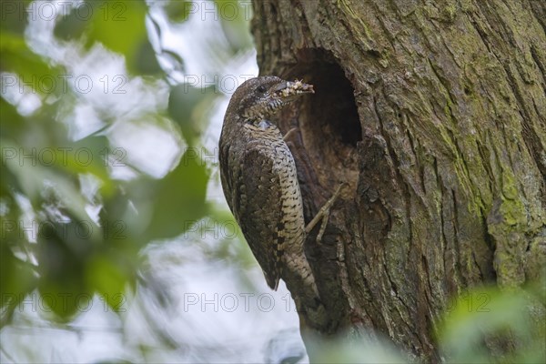 Eurasian wryneck