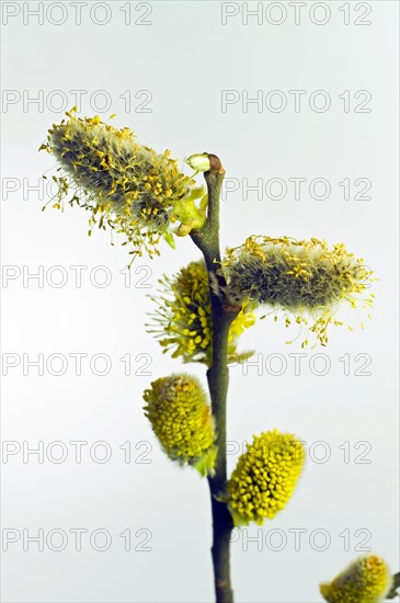 Flowering willow