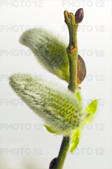 Flowering willow