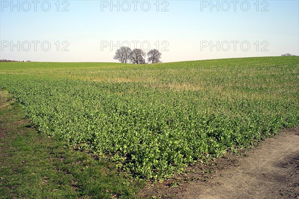 Rape field with group of trees