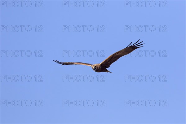 Western marsh harrier