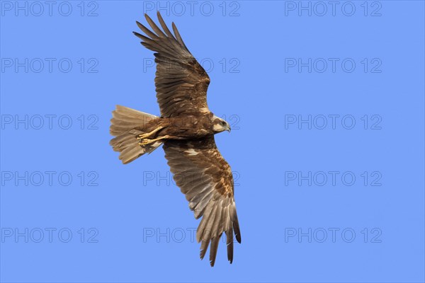 Western marsh harrier