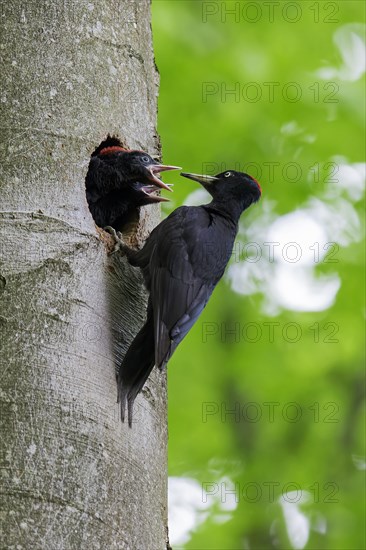 Black woodpecker