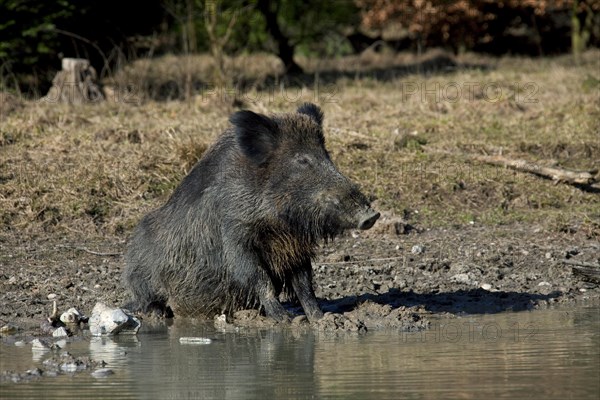 Wild boar