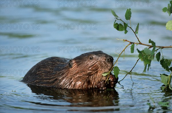 Eurasian beaver