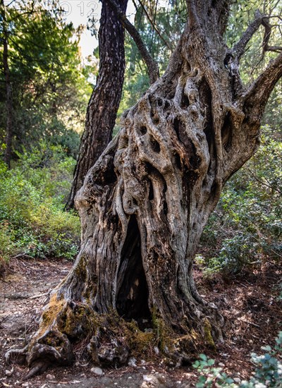 Woodland rich in trees