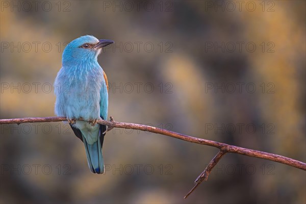 Roller sitting on branch and lurking for prey