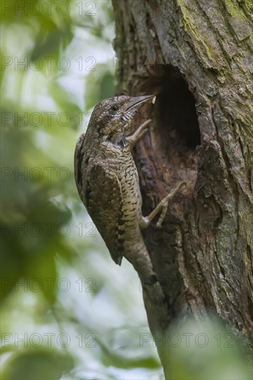 Eurasian wryneck