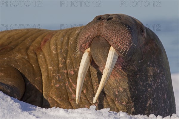 Walrus