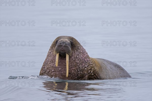 Walrus