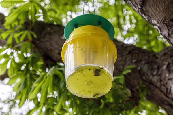 Attractant funnel trap or also pheromone trap in chestnut trees