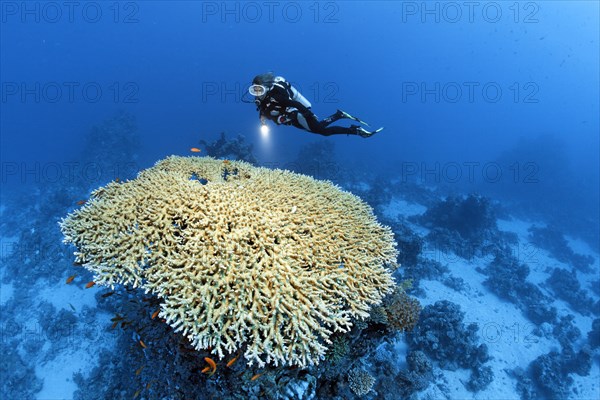 Diver hovering over large Acropora table coral