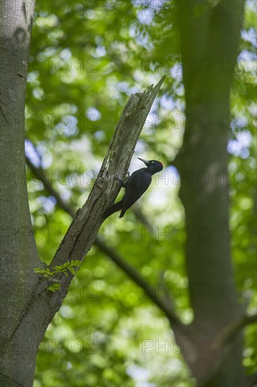 Black woodpecker