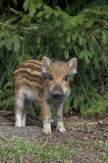 Wild boar