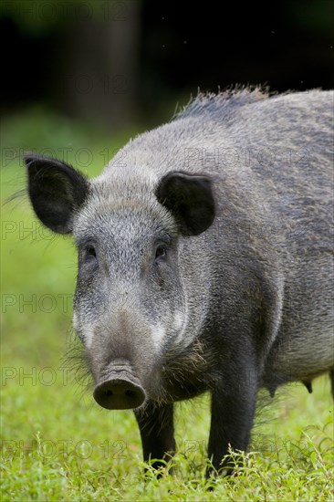 Wild boar