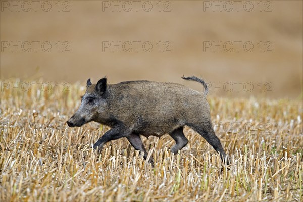 Solitary wild boar