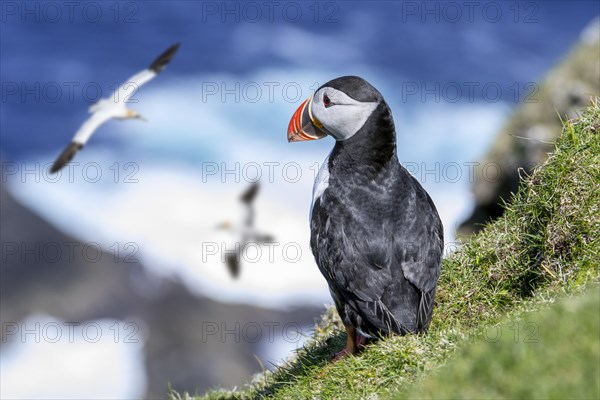 Atlantic puffin