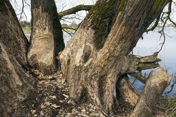 Tree trunks showing teeth marks from gnawing by Eurasian beaver