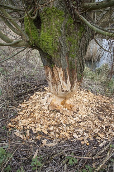 Thick tree trunk of pollard willow showing teeth marks and wood chips from gnawing by Eurasian beaver