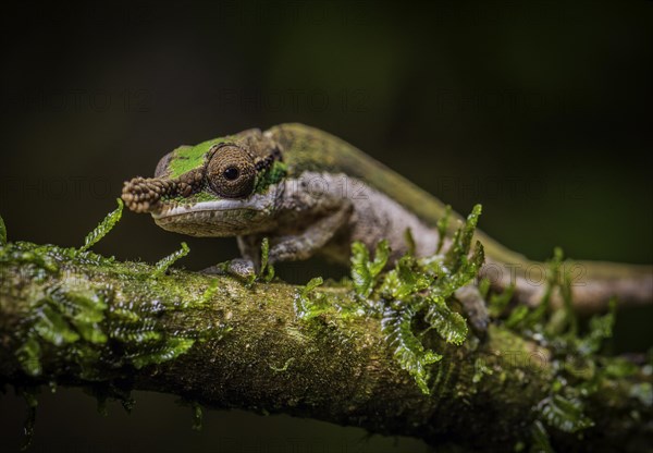 A male chameleon