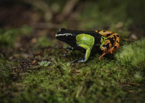A cichlid frog of the genus