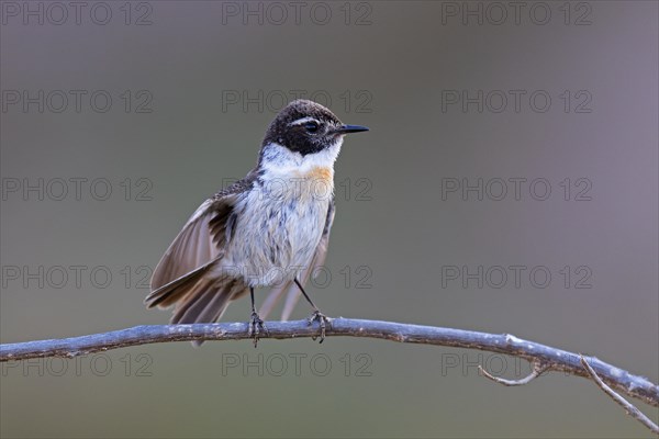 Canary islands stonechat