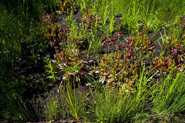 Silted garden pond in a bog