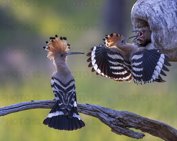 Hoopoe