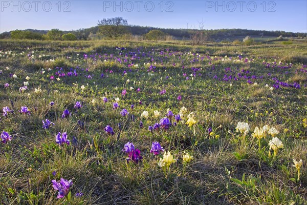 Purple and yellow pygmy irises