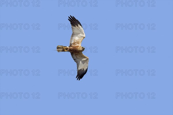 Western marsh harrier