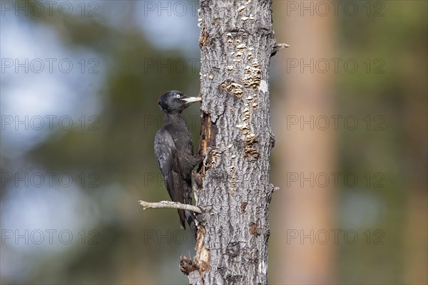 Black woodpecker