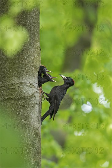 Black woodpecker