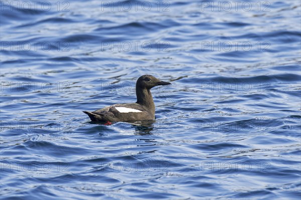 Black guillemot