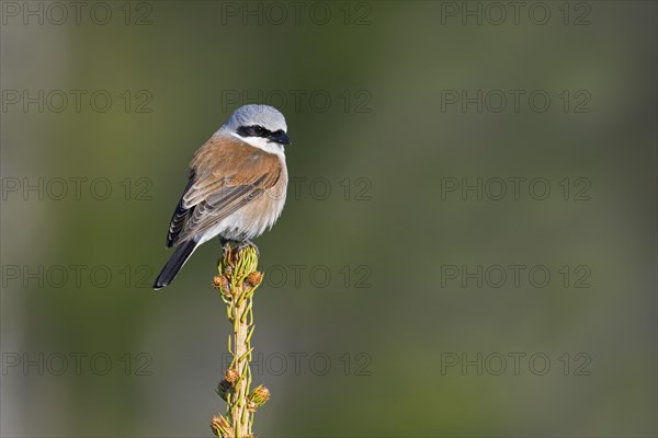 Red-backed shrike