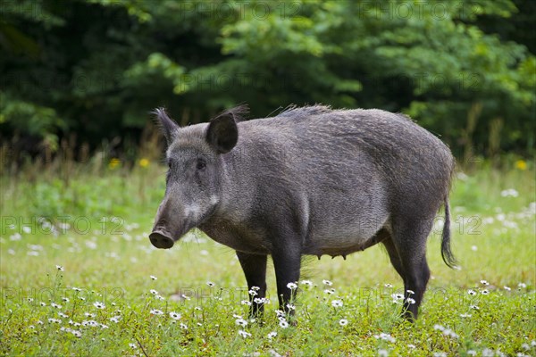 Wild boar