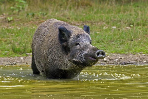 Wild boar