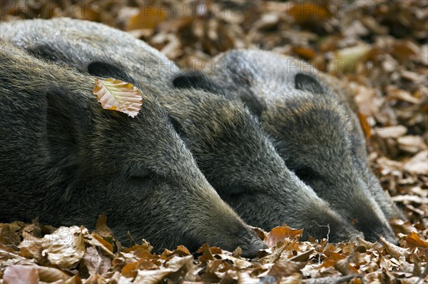 Group of wild boars